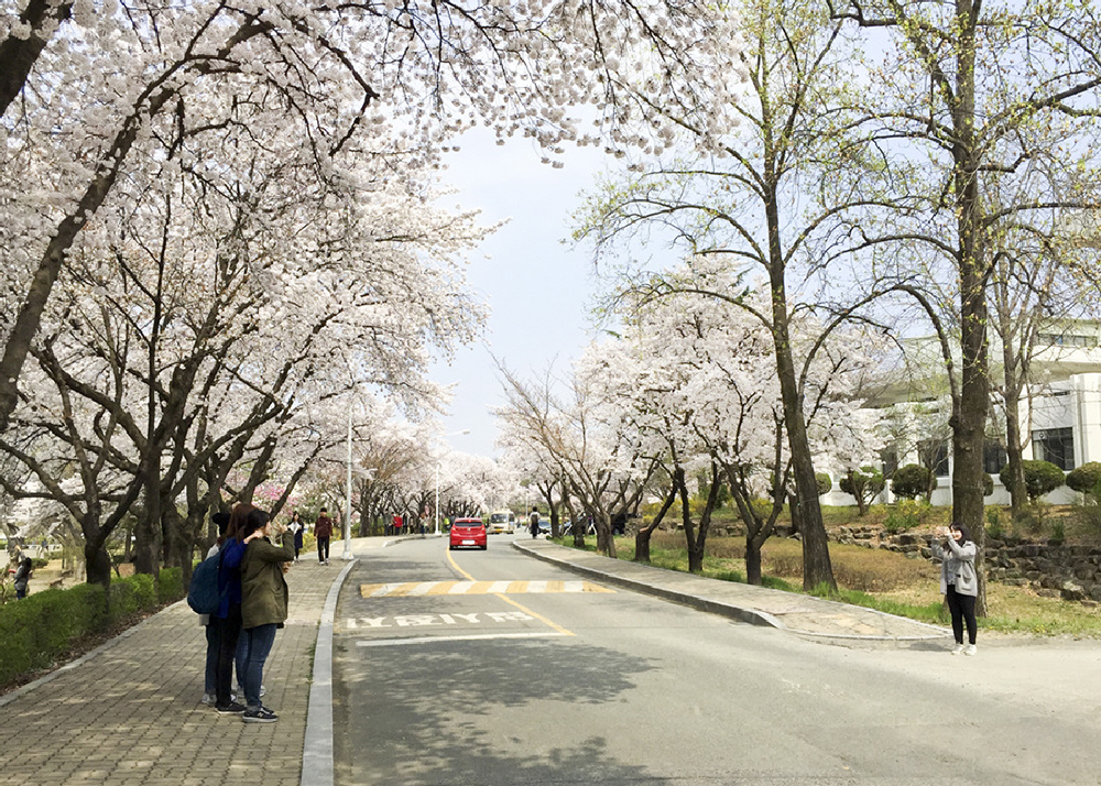 벚꽃이 만개한 영남대학교 경산캠퍼스2.jpg