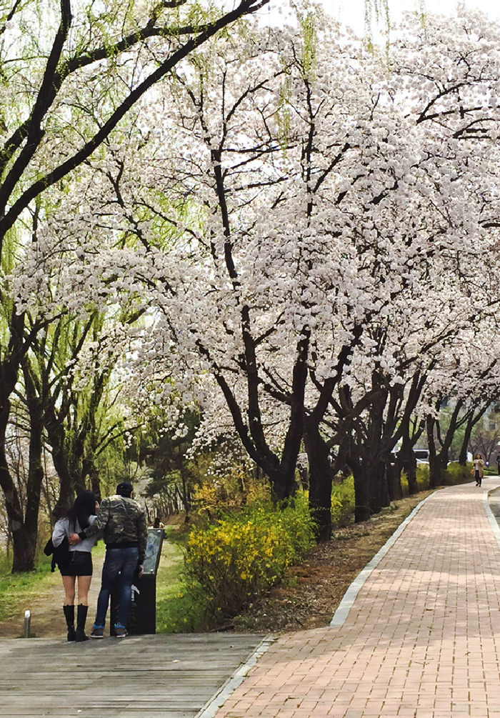 영남대 캠퍼스 벚꽃 산책로 한번 걸어볼까3.jpg