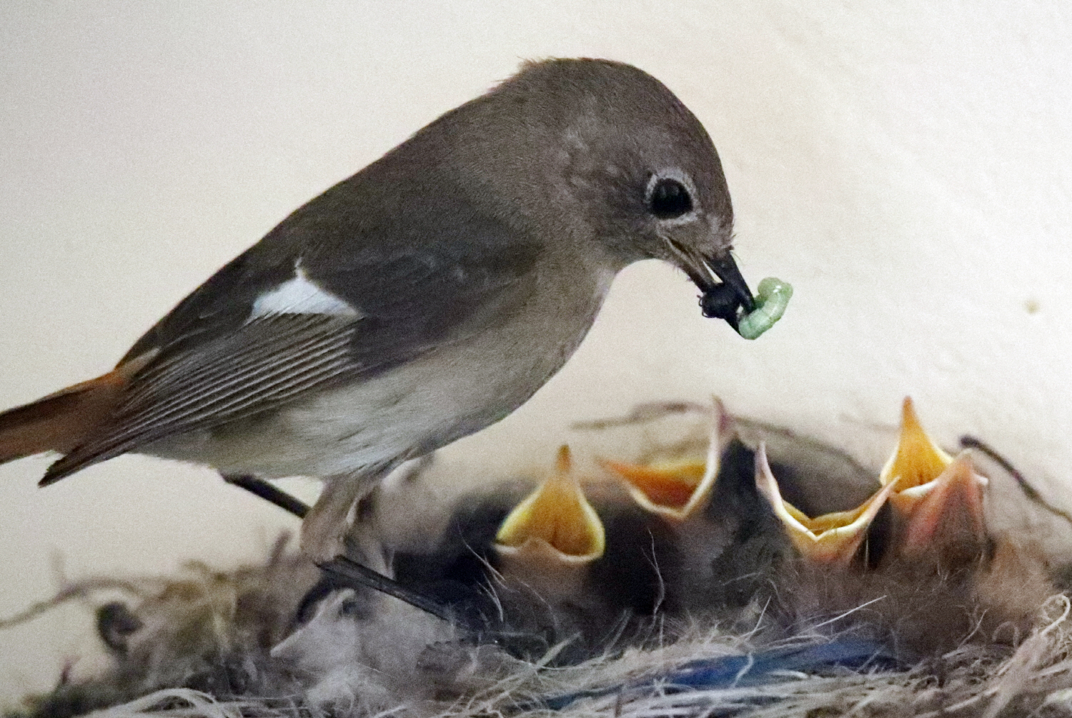 2일 포항시 북구 두호동 야산에 둥지를 튼 어미 딱새가 새끼들에게 먹이를 물어다 먹이고 있다. 이은성 기자 sky@kyongbuk.com