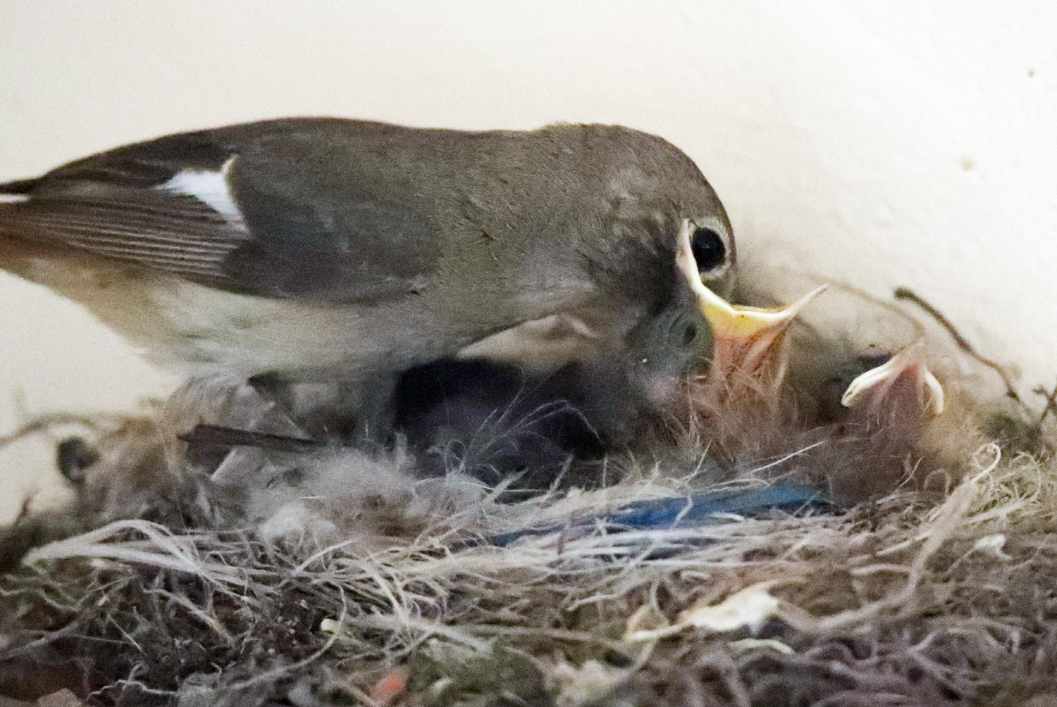 2일 포항시 북구 두호동 야산에 둥지를 튼 어미 딱새가 새끼들에게 먹이를 물어다 먹이고 있다. 이은성 기자 sky@kyongbuk.com