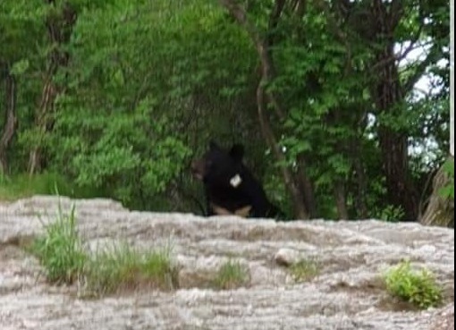 6일 오전 6시 50분께 구미 금오산에 오른 한 시민이 금오산 철제탑 인근에서 성인 크기의 반달가슴곰을 목격했다.  독자 제공