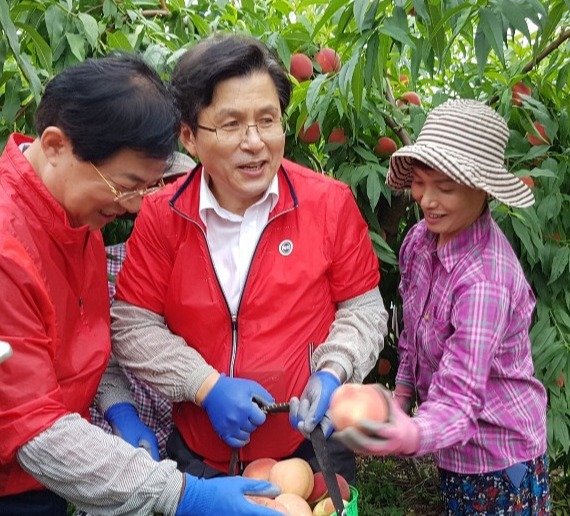 6일 오전 9시 자유한국당 황교안 대표가 영천시 대창면 구지리 한 농가를 방문 복숭아 수확을 돕고 있다.