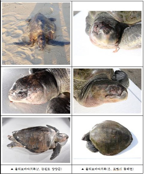 지난 2017년 포항 동해면(오른쪽)과 강원 양양군에서 각각 죽은채 발견된 올리브바다거북.