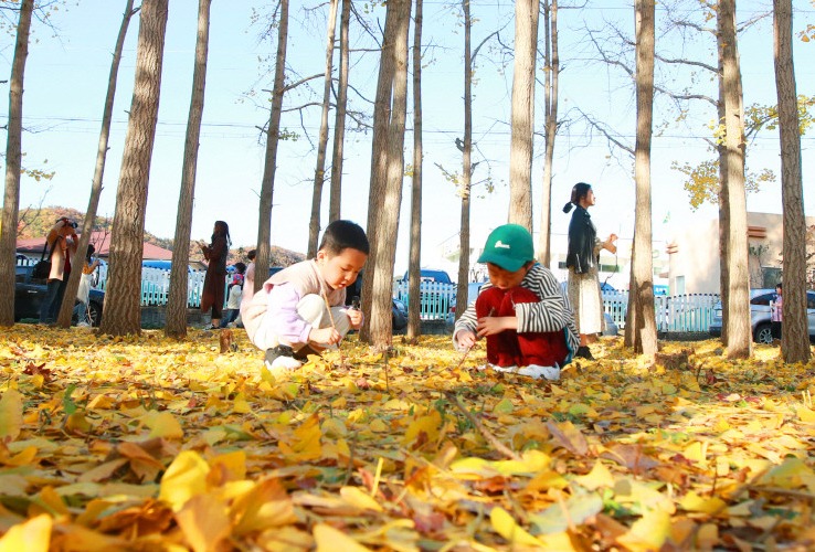 휴일인 10일 경주시 서면 도리마을 은행나무숲에서 관광객들이 가을의 향기가 물씬 풍기는 은행나무 아래서 기념사진을 찍고 있다.  이은성 기자 sky@kyongbuk.com