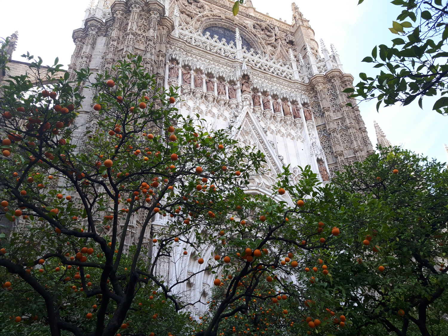 세계에서 세번째로 큰 세비야 성모 마리아 주교좌 대성당 외관. 건물 입구에 오렌지 나무가 늘어선 오렌지 정원이 펼쳐져 있다. 곽성일 기자