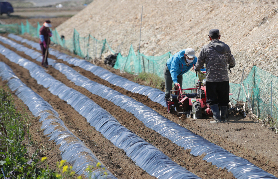 본격적인 영농철을 맞은 24일 포항시 북구 흥해읍 망천리 들판에서 농민들이 밭이랑에 비닐을 씌우며 밭농사 준비를 하고 있다. 이은성 기자 sky@kyongbuk.com
