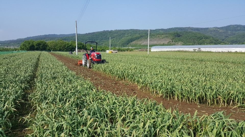 군위군 군위읍 사직리 한 농가가 애써 지은 마늘밭을 갈아엎고 있다.