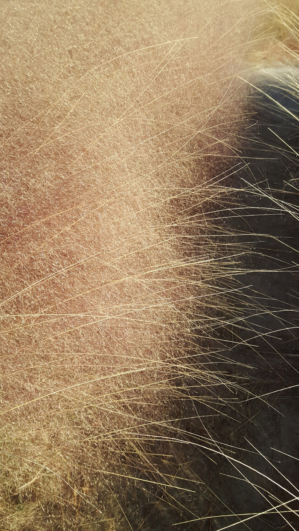 겨울 핑크뮬리가 형산강 아침 햇살을 향해 손을 내밀고 있다. 곽성일 기자