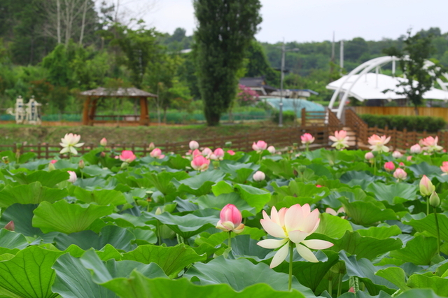 ▲ 성주 초전면 뒷미지 연꽃