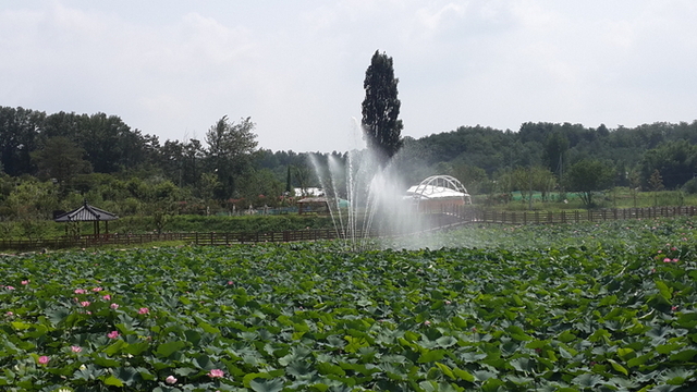 ▲ 뒷미지 분수와 연꽃