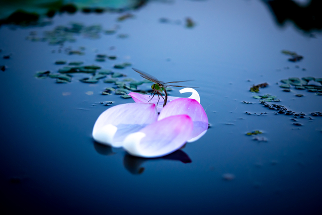 ▲ 연꽃잎 위 잠자리
