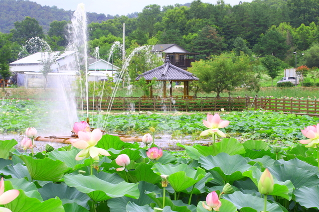 ▲ 연꽂의 아름다운 자태