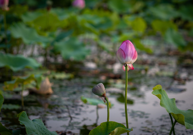 ▲ 뒷미지 연꽃 봉우리