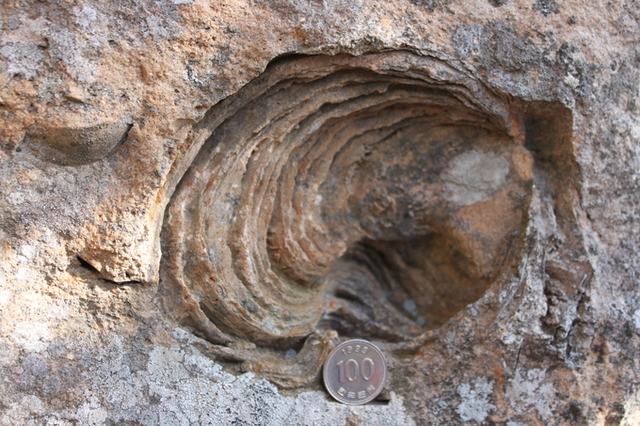 ▲ 영덕 철암산 화석산지 굴화석