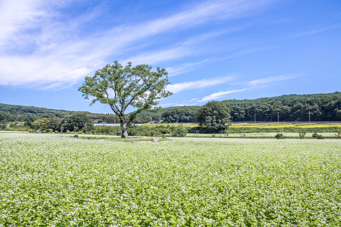 ▲ 27일 오후 경남 양산시 통도사 극락암 장방뜰에 메밀꽃이 더 촘촘하고 더 순백으로 피어 찾는 이의 마음마저 하얗게 물들이고 있다. 통도사 극락암으로 향하는 길 좌우에 펼쳐진 장방뜰은 공원화 사업이 대대적으로 이루어져 6만6천㎡(2만 평)의 하얀 메밀꽃 바다로 다시 태어났다. 서영기 객원기자