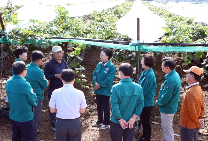 ▲ 상주시의회가 지난해 9월 고온 이상 기후로 피해를 입은 포토농가를 방문해 안경숙 상주시의회 의장(가운데), 관계자 등이 피해 규모를 경청하며 대책을 논의하고 있다. 상주시의회 제공