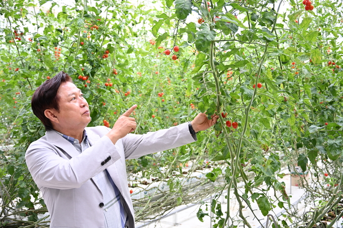 ▲ 지난 7월 우곡면에서 열린 스마트팜 작업자 추종 운반로봇시범사업 평가회에서 성낙철 의원이 토마토를 살펴보고 있다.