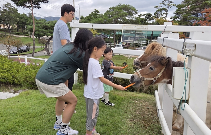▲ 8일 운주산승마장 말문화체험관에서 아이들이 조랑말에게 당근을 주고 있다. 권오석 기자