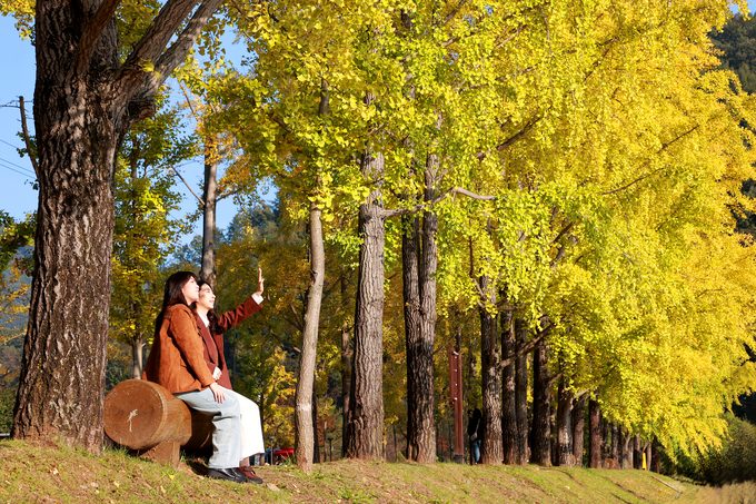 ▲ 충북 괴산군 문광면 은행나무길이 황금빛으로 물들어 관광객의 발길을 붙잡고 있다. 연합