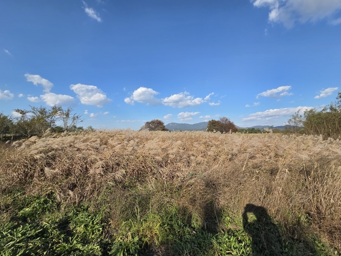 ▲ 물 억새, 갈대, 스크렁(꽃말: 가을의 향연) 등 강변 식물들이 바람에 흔 날리고 있는 모습.