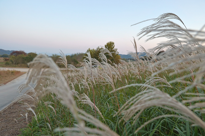 ▲ 길을 가르쳐주는 갈대 들.