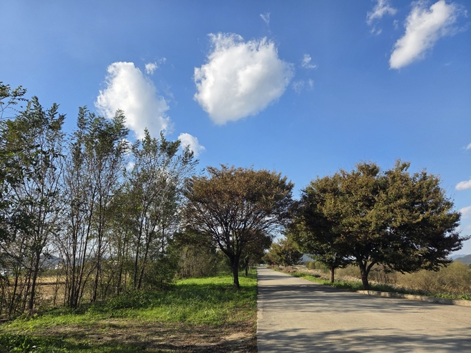 ▲ 수변테크길 끝에서부터 강변길로 접어들면 버드나무들이 반겨준다.