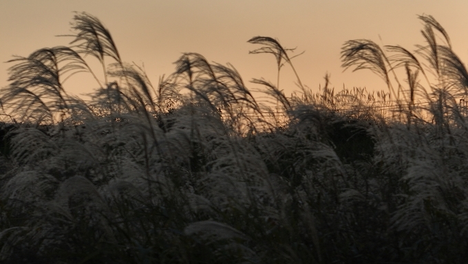 ▲ 벌써 갈대 밭까지 노을이 다가와 있는 모습.