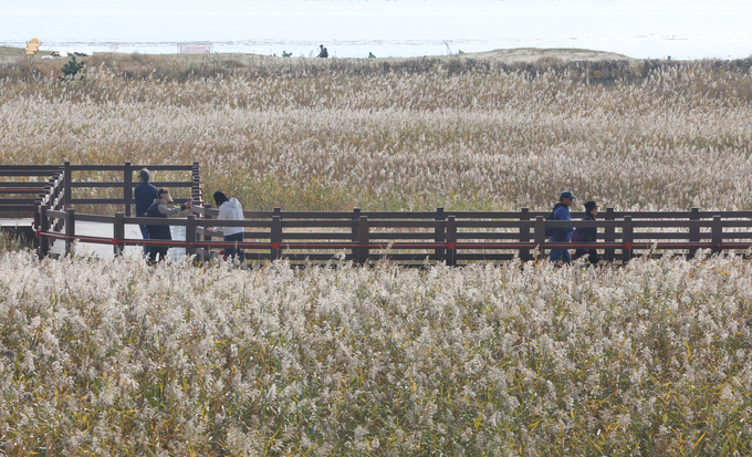 ▲ 포근한 날씨를 보인 6일 오후 부산 사하구 다대포해수욕장 옆 생태 탐방로인 ‘고우니 생태길’에 황금빛 갈대밭이 펼쳐져 탐방객들의 눈길을 사로잡고 있다. 연합