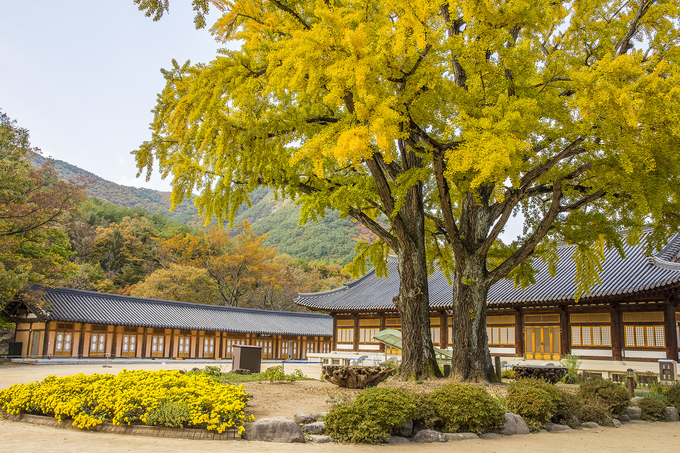 ▲ 7일 오후 경북 청도군 운문사 은행나무가 황금빛으로 물들어 있다. 운문사 종무소 안쪽 스님들의 수행공간인 승가대학 신일당 앞 마당에 있는 두 그루의 은행나무는 일반인에게 매년 11월 초 3일만 개방된다. 은행나무 수명은 약 450년 정도로 추정되며 해마다 가을이면 운문사 경내를 환하게 밝힌다. 서영기 객원기자