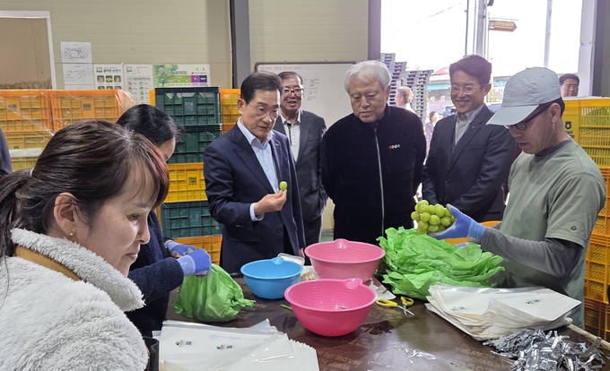 ▲ 최기문 시장이 7일 영천시 화남면 농산물산지유통센터에서 캐나다에 수출하는 샤인머스캣 작업 현장을 둘러보고 있다. 권오석 기자