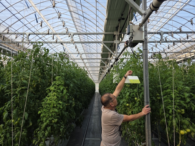 ▲ 영덕군 농업 기술센터 토마토 뿔나방 대응.