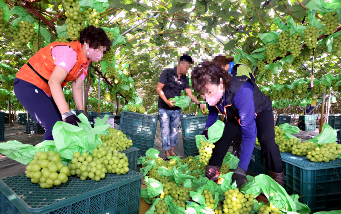 ▲ 샤인머스캣 수확 모습.경북일보DB