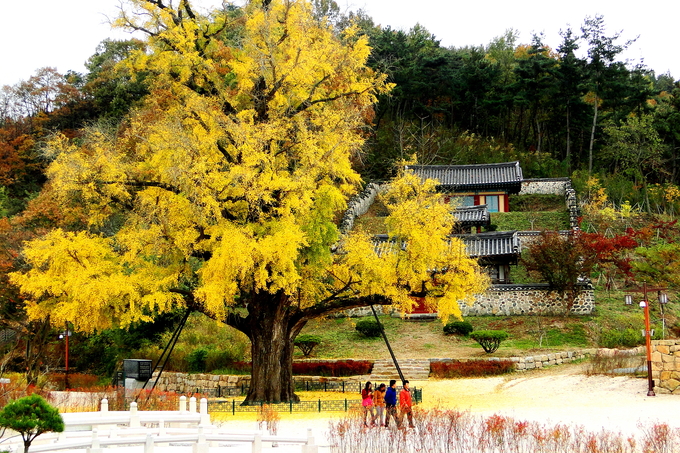 ▲ 임고서원 앞  은행나무