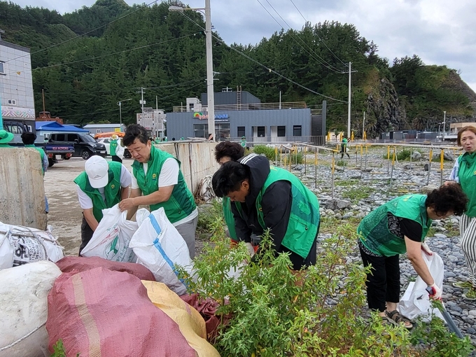 ▲ 이정호 회장이 울릉군새마을회 회원들과 환경정비 활동을 펼치고 있다.