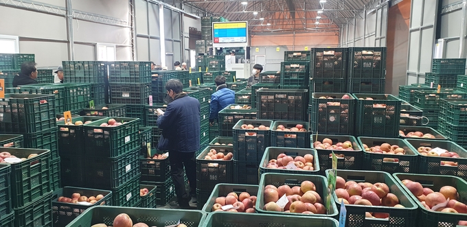 ▲ 지난 18일 오후 2시 청송군 주왕산면에 위치한 청송군농산물산지유통센터에서 청송사과가 경매 순서를 기다리고 있다. 서충환 기자