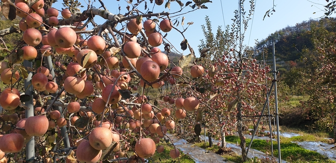 ▲ 청송의 한 과수원에 수확을 기다리는 사과가 주렁주렁 달려있다. 서충환 기자