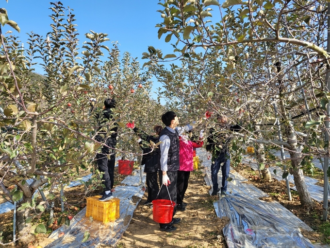 ▲ 20일  대구 군위군 소보면 봉황2리에서 경운기 사고로 입원한 농가를 돕기 위해 마을 주민과 군위군청 재무과  직원 30여명이 함께 사과 수확을 도왔다. 군위군