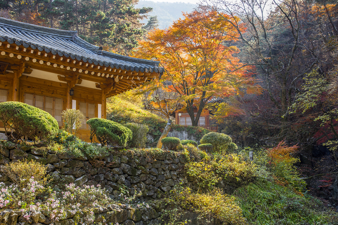 ▲ 25일 오전 경주시 현곡면 천도교 성지인 용담정(龍潭亭) 계곡이 형형색색으로 물들어 한 폭의 동양화를 보는 듯하다. 구미산 자락 숲길을 따라 붉게 물든 단풍과 노란 은행잎이 조화를 이뤄 용담정까지 오르는 길은 감탄을 자아내는 숲길이다. 용담정은 동학(천도교)의 발상지이자 성지로 창시자인 최제우가 태어나고 득도한 곳이다. 서영기 시민기자