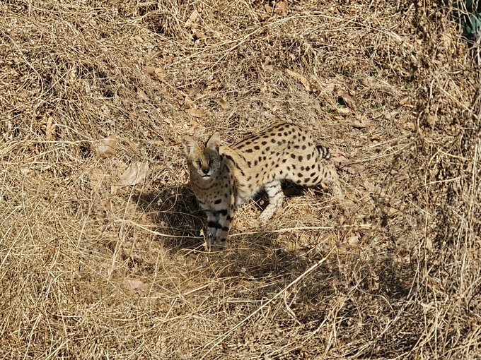 ▲ 14일 오전 8시께 경산시 진량읍 선화리에 거주하는 주민 A(45)씨가 자신의 거주지 인근 야산에서 야생 서벌 한 마리를 목격, 카메라에 담았다. 주민 A씨 제공.